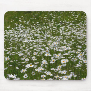 Fält i Daisy Alaska Wildblommor Musmatta