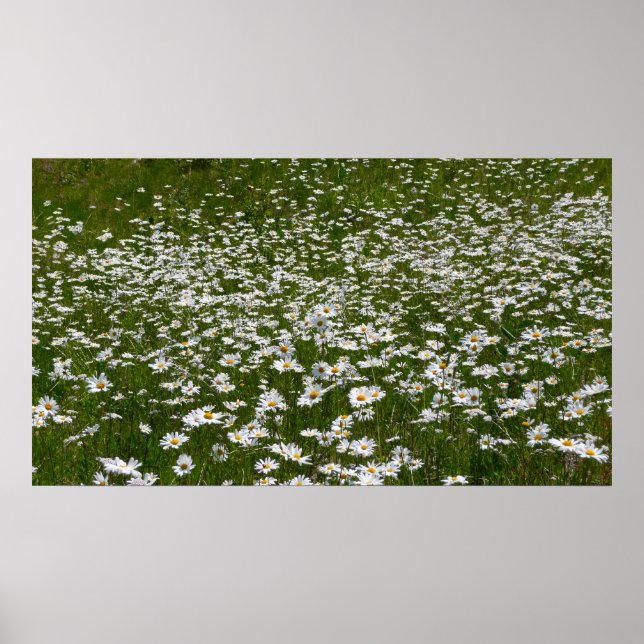 Fält i Daisy Alaska Wildblommor Poster (Framsidan)