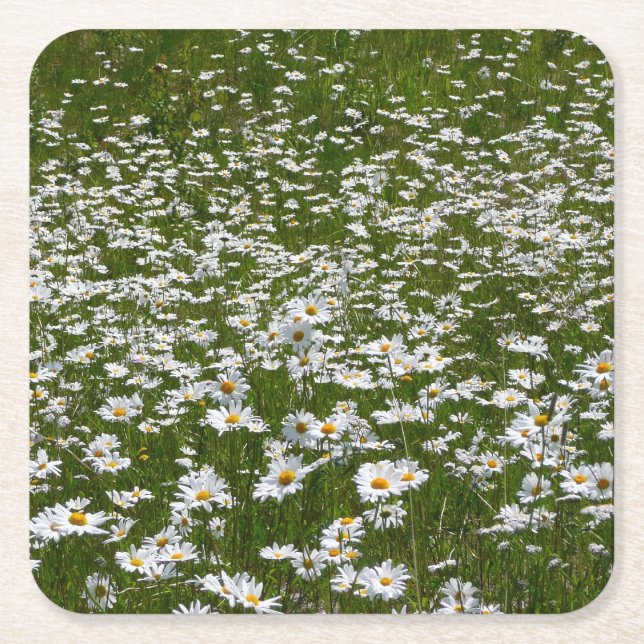 Fält i Daisy Alaska Wildblommor Underlägg Papper Kvadrat (Framsidan)