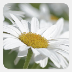FÄLT i DAISY Fyrkantigt Klistermärke