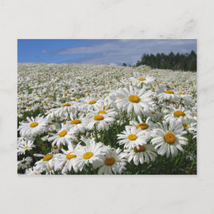 Fält i daisy i Hokkaido Vykort