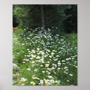 Fält i Daisy  Poster