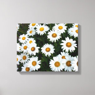 Fält i Daisy ( Small) Stretched Kanvastryck