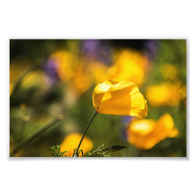 Fält i dansk poppie fototryck (Framsidan)