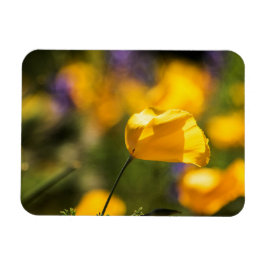 Fält i dansk poppie magnet