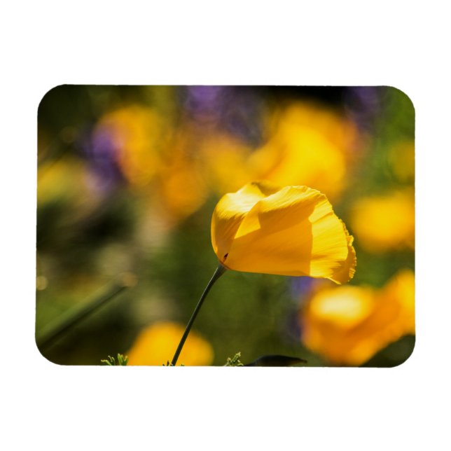 Fält i dansk poppie magnet (Horisontell)