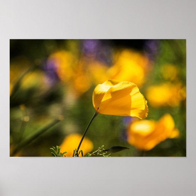 Fält i dansk poppie poster (Framsidan)