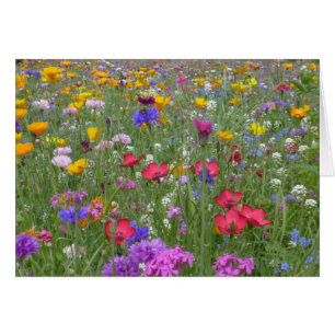 Fält i färgade blommor hälsningskort