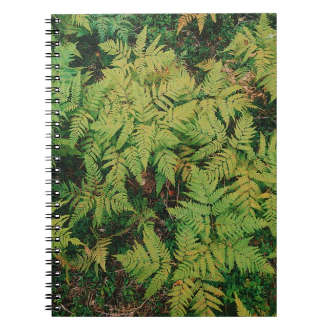 Fält i Ferns Anteckningsbok (Framsidan)