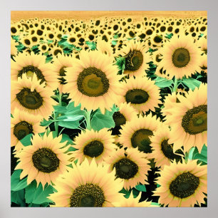 Fält i Golden Gult Solblommor Poster