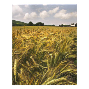 Fält i Grain Fototryck