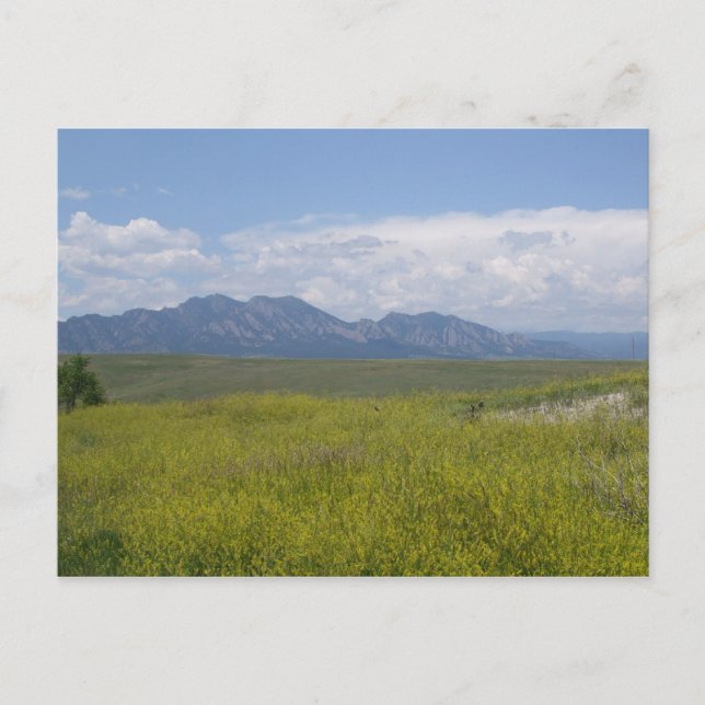 Fält i Grönt och Guld Vykort (Framsida)