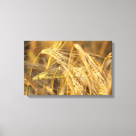 Fält i guld (vete öron) canvastryck