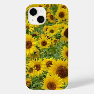 Fält i Gult Solblommor