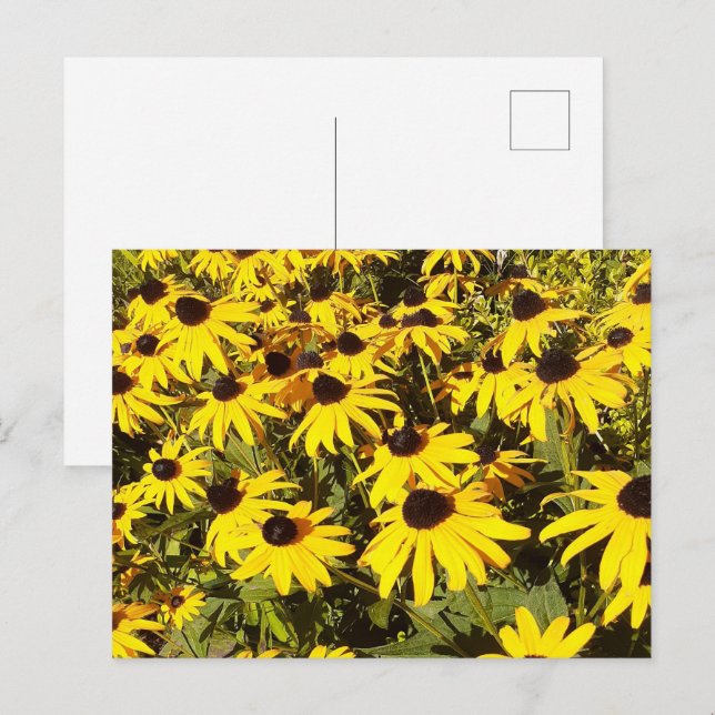 Fält i Gult Wildblommor Vykort (Fram/baksida)