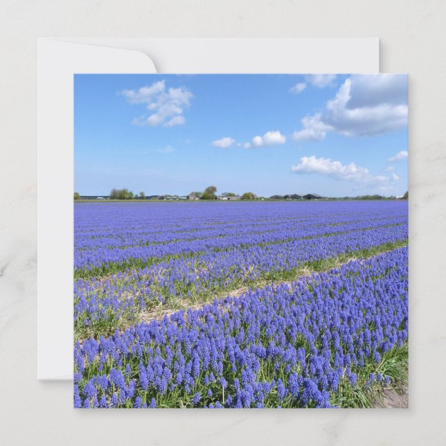 Fält i Hyacinths (Framsida)