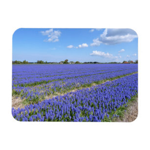 Fält i Hyacinths Magnet