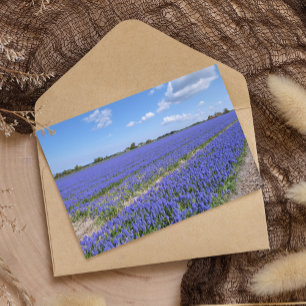 Fält i Hyacinths Papper