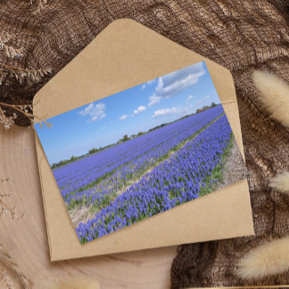 Fält i Hyacinths Vykort
