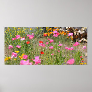 Fält i Island Poppies Poster