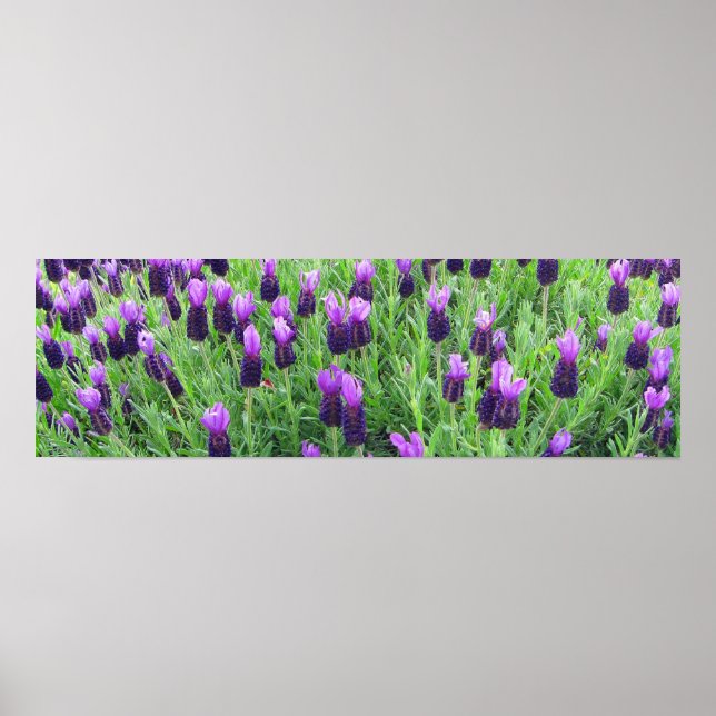 Fält i Lavender 26 tum (b) x 8 tum (h) Poster (Framsidan)
