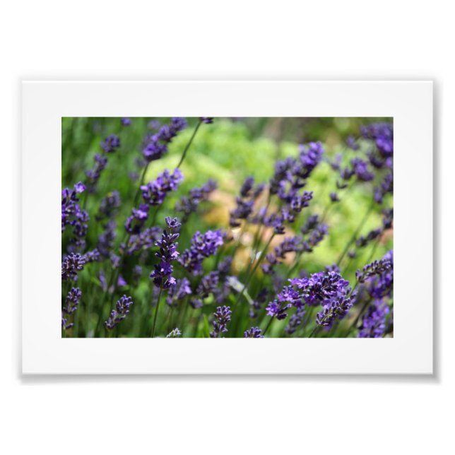 Fält i Lavender Fototryck (Framsidan)
