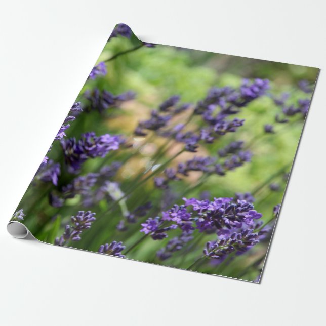Fält i Lavender Presentpapper (Utrullad)
