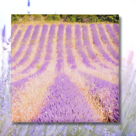 Fält i Lavender Provence Frankrike Magnet