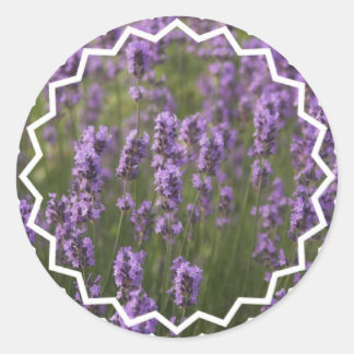 Fält i Lavender Runt Klistermärke