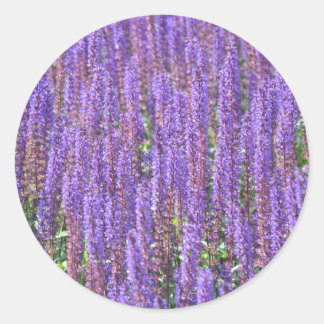 Fält i lavender runt klistermärke