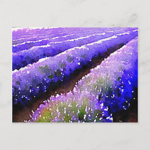 Fält i Lavender Vykort