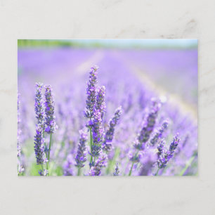 Fält i Lavender-vykort Vykort