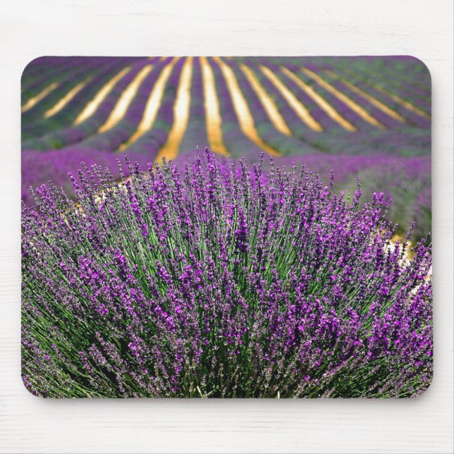 Fält i lila lavender musmatta (Framsidan)