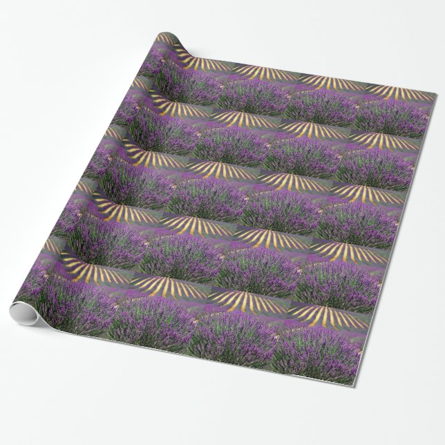 Fält i lila lavender presentpapper (Utrullad)
