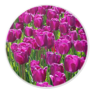 Fält i Lila Tulips Knopp