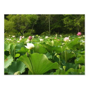 Fält i Lotus Flowers Summer Garden Fototryck