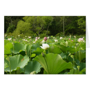 Fält i Lotus Flowers Summer Garden Hälsningskort