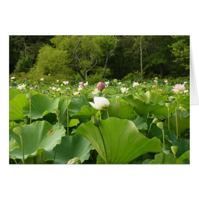 Fält i Lotus Flowers Summer Garden Hälsningskort (Framsidan Horizontal)