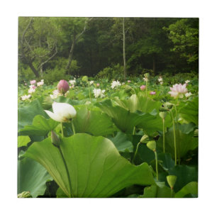 Fält i Lotus Flowers Summer Garden Kakelplatta