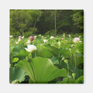 Fält i Lotus Flowers Summer Garden Magnet