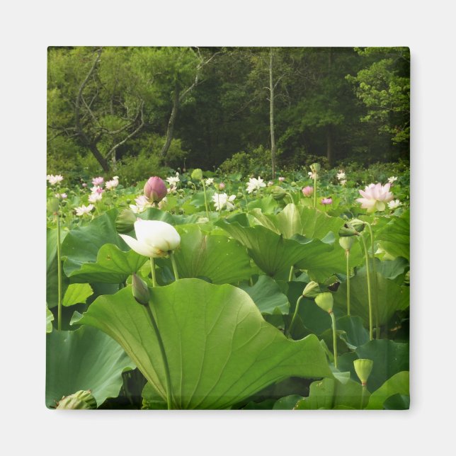 Fält i Lotus Flowers Summer Garden Magnet (Framsidan)