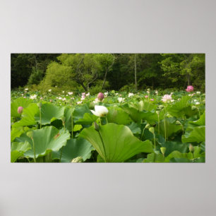 Fält i Lotus Flowers Summer Garden Poster