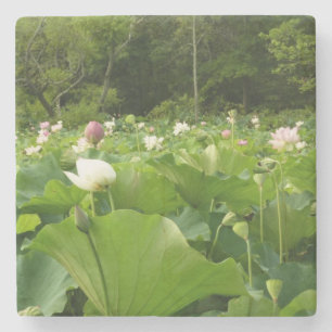 Fält i Lotus Flowers Summer Garden Underlägg Sten