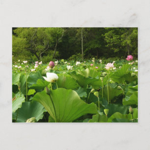 Fält i Lotus Flowers Summer Garden Vykort