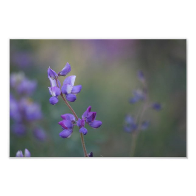 Fält i Lupine Fototryck (Framsidan)