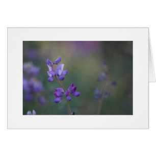 fält i Lupine Hälsningskort