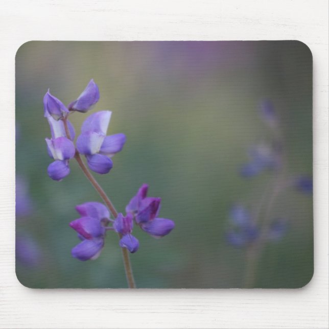 Fält i Lupine Musmatta (Framsidan)