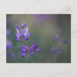 fält i Lupine Vykort