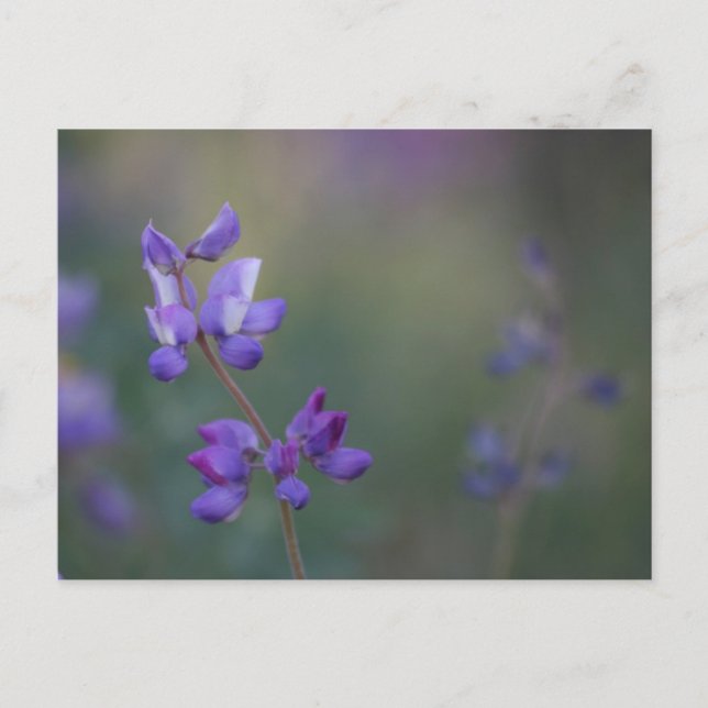 fält i Lupine Vykort (Framsida)