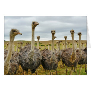 Fält i Ostriches Hälsningskort